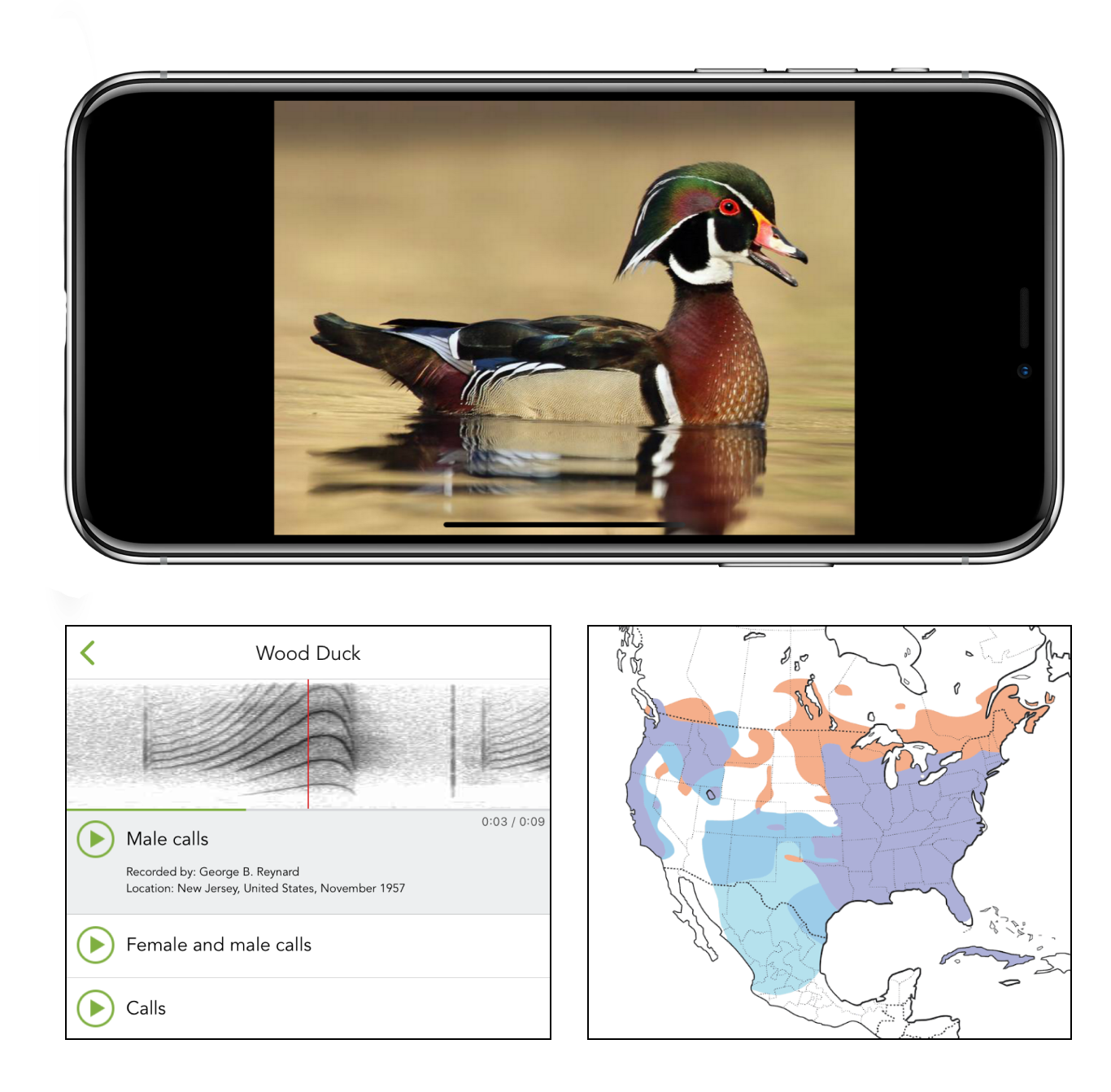 Merlin bird id free instant bird identification help and guide for