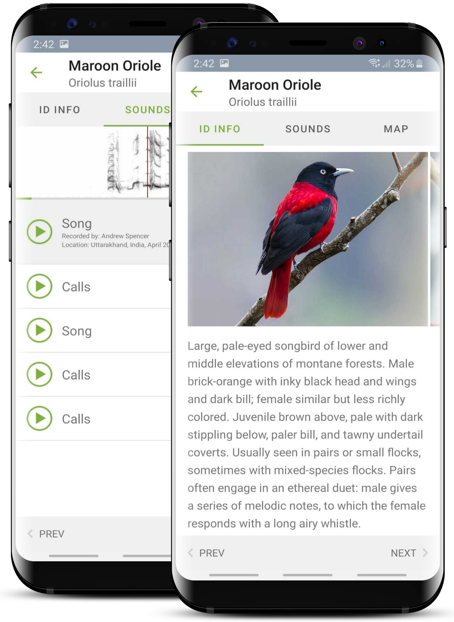 bird identification app