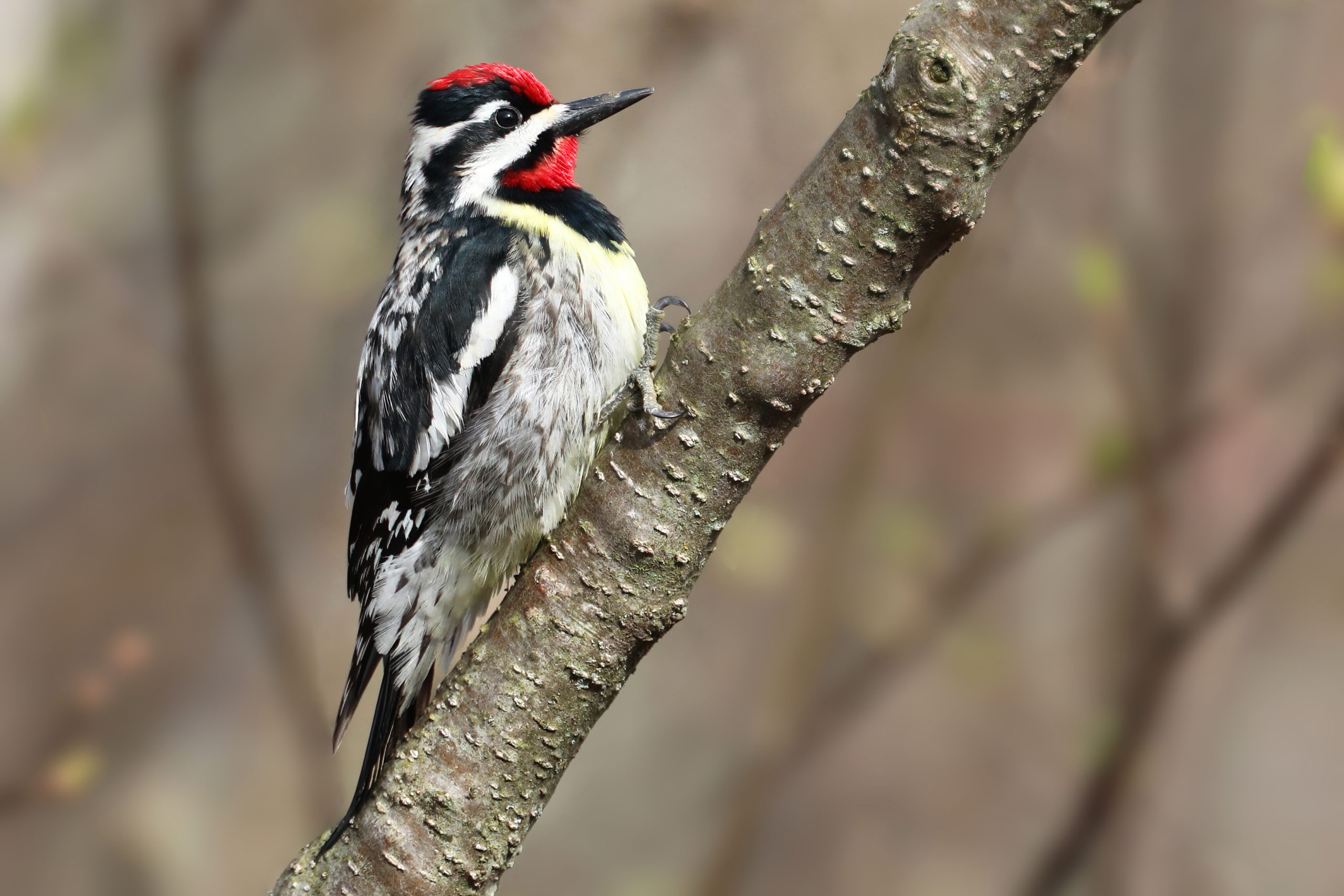 Yellow-bellied Sapsucker perched on a branch. 