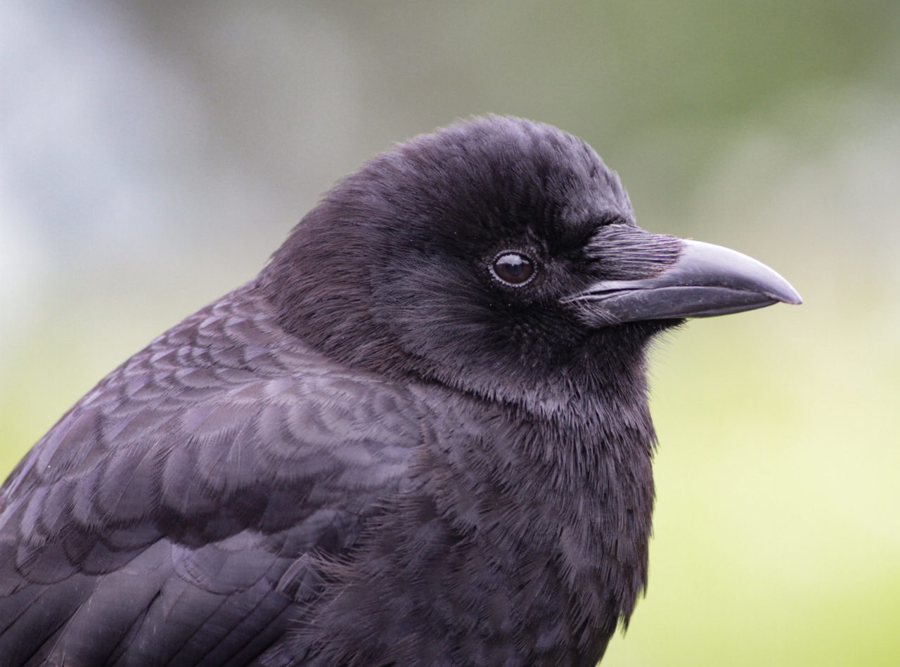 most-wanted-photos-merlin-bird-id-free-instant-bird-identification