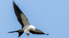 Swallow-tailed Kite holding a grasshopper