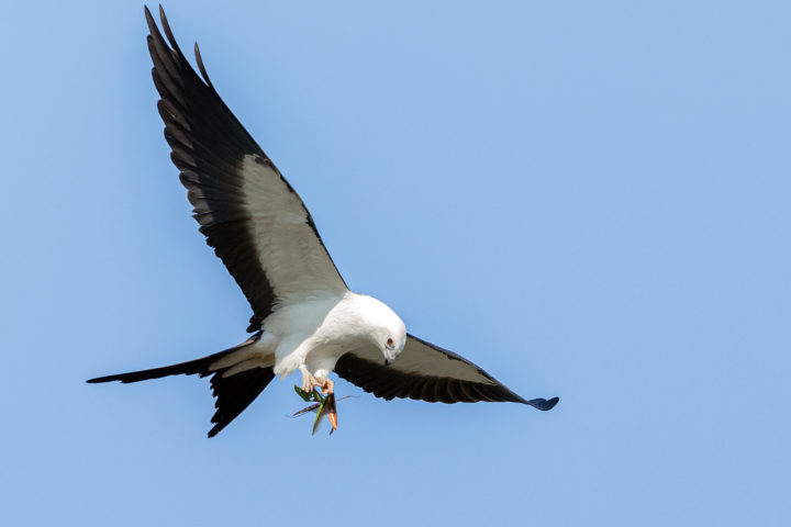 Swallow-tailed Kite holding a grasshopper
