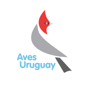 Aves Uruguay