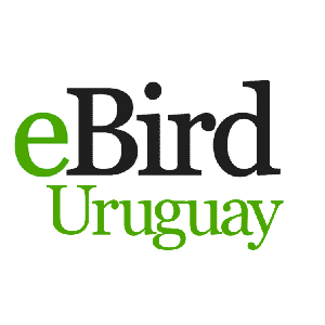 eBird Uruguay