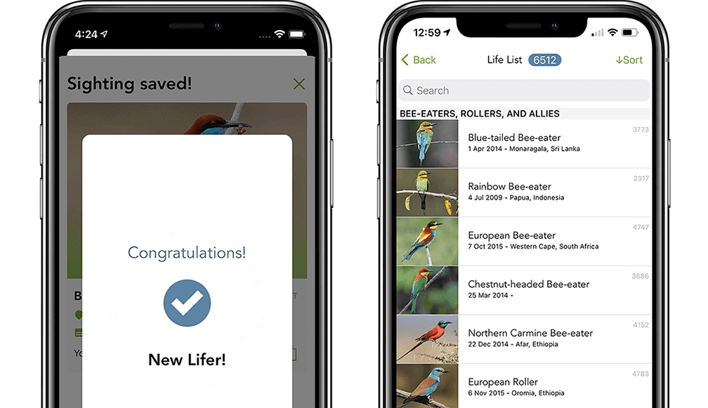 Save birds to your life list right through the Merlin app