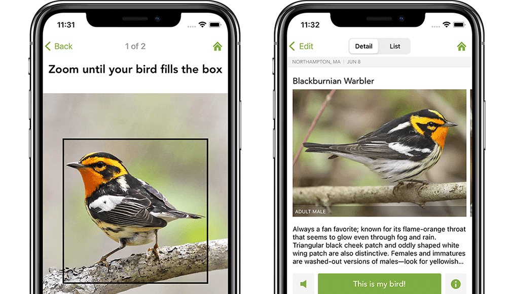 Select a bird in your photo and Merlin will identify it for you
