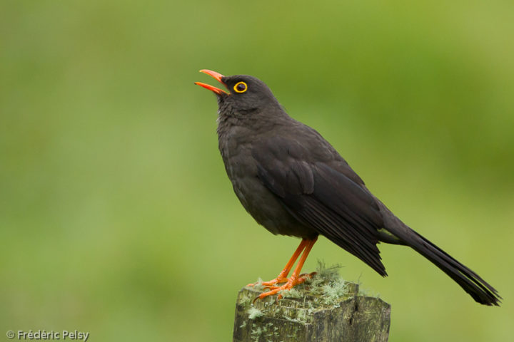 nete-al-proyecto-de-merlin-sound-id-merlin-bird-id-free-instant