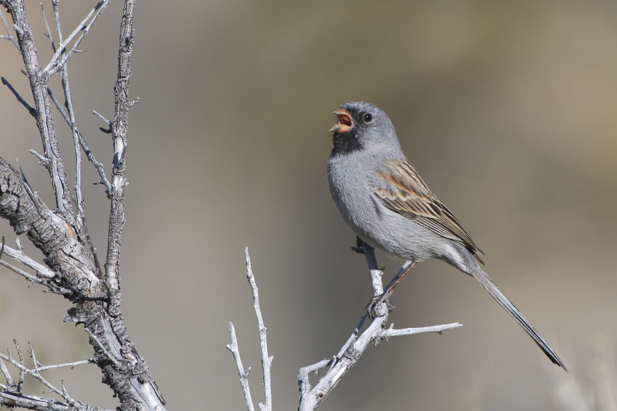 Is There An App To Identify Bird Sounds In The Uk