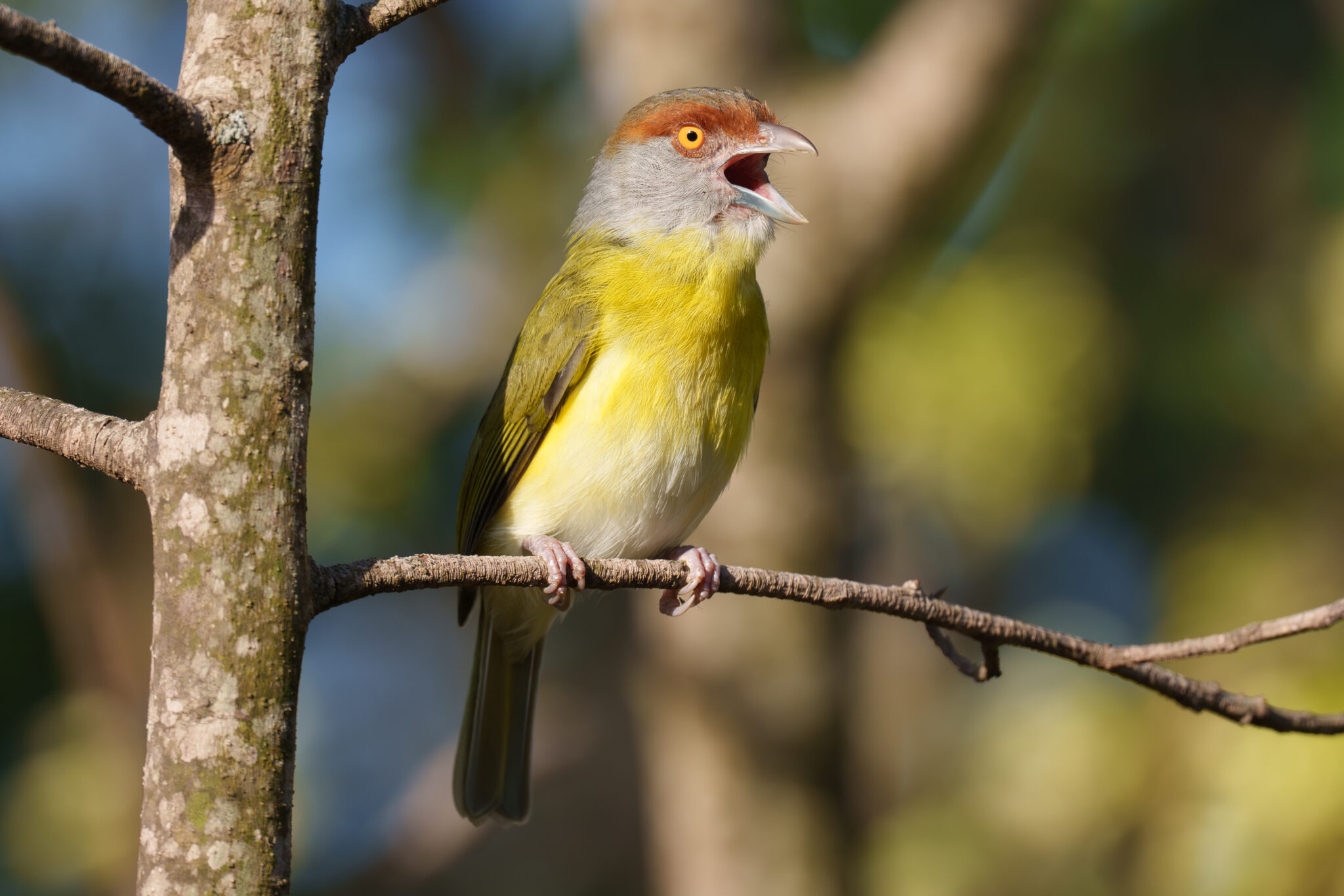 merlin-audio-id-visi-n-general-del-proyecto-merlin-bird-id-free